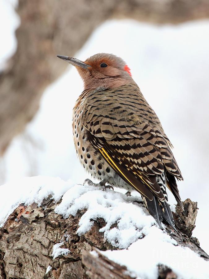 Northern Flicker #16 Photograph by Jack R Brock