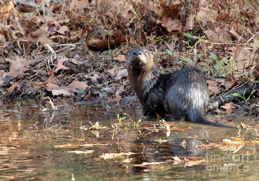 Northern River Otter #16 Photograph by Jack R Brock