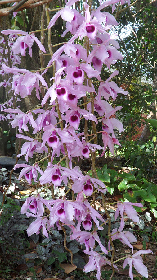 Orchid--Dendrobiums Photograph by Xueyin Chen