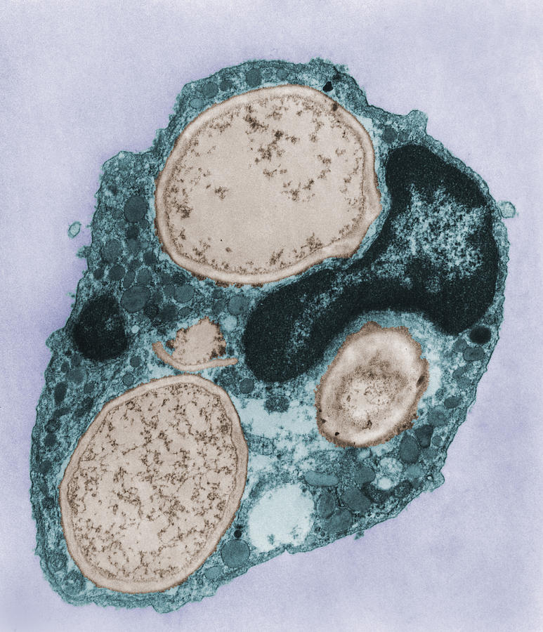 Phagocytosis #16 Photograph by Joseph F. Gennaro Jr.