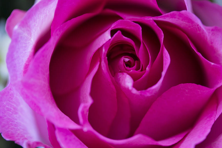 Pink Rose #16 Photograph by Susan Jensen