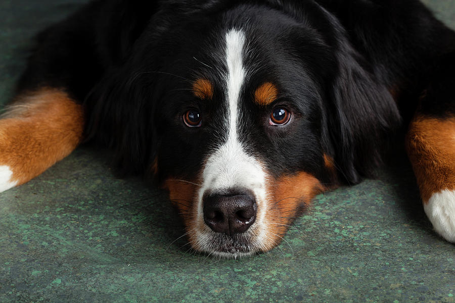 Portrait Of Bernese Mountain Dog #16 Photograph by Animal Images