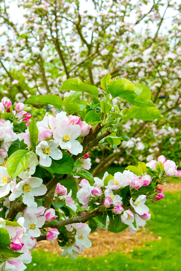 Prunus genus Pink Cherry Blossom flower on a warm spring