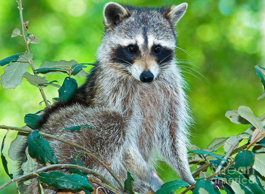 Raccoon #16 Photograph by Millard H. Sharp