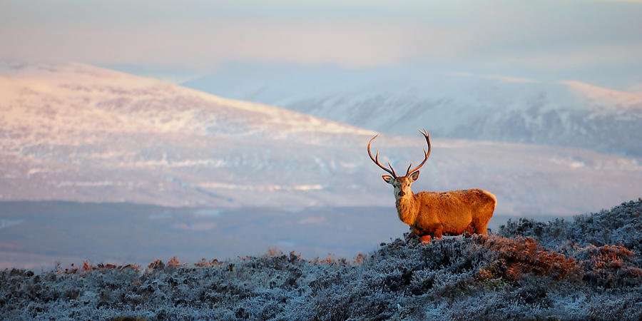Red deer stag #16 Photograph by Gavin Macrae
