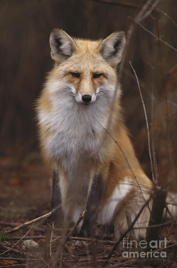 Red Fox Vulpes Vulpes #16 Photograph by Art Wolfe