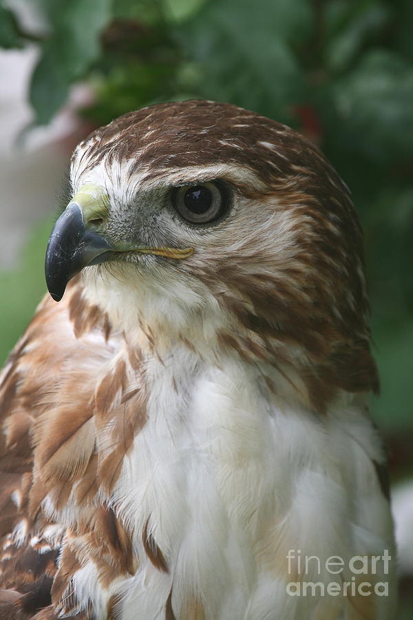 Hawk Photograph - Red-Tailed Hawk #16 by Ken Keener