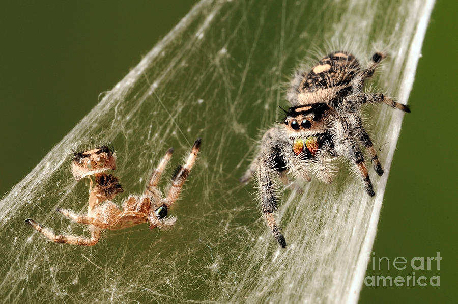 Regal Jumping Spider #16 Photograph by Scott Linstead
