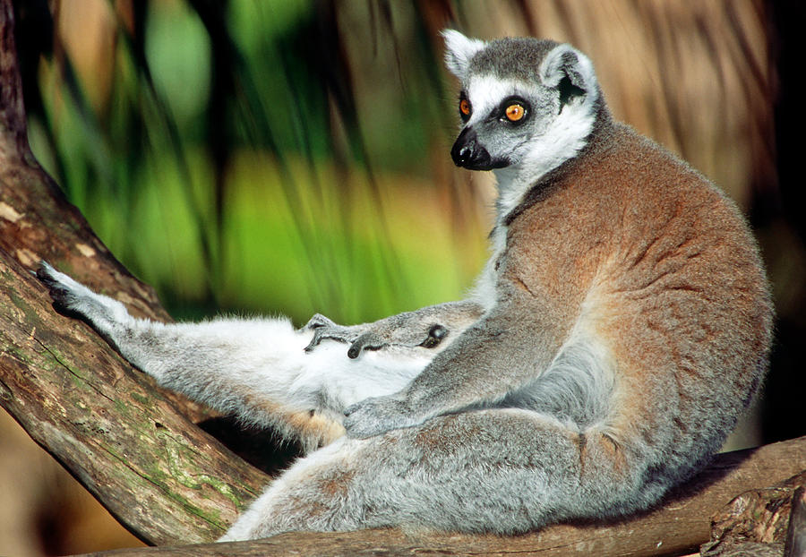 Ring-tailed Lemur Lemur Catta #16 Photograph by Millard H. Sharp