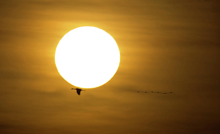 Sandhill Migration #16 Photograph by Jeffrey Phelps - Fine Art America