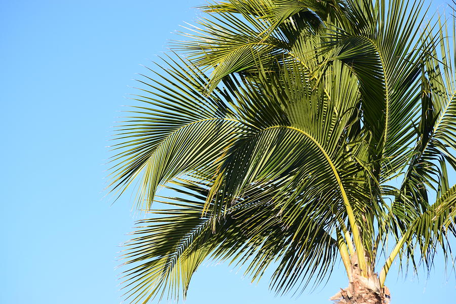 Sanibel Palm #16 Photograph by Curtis Krusie
