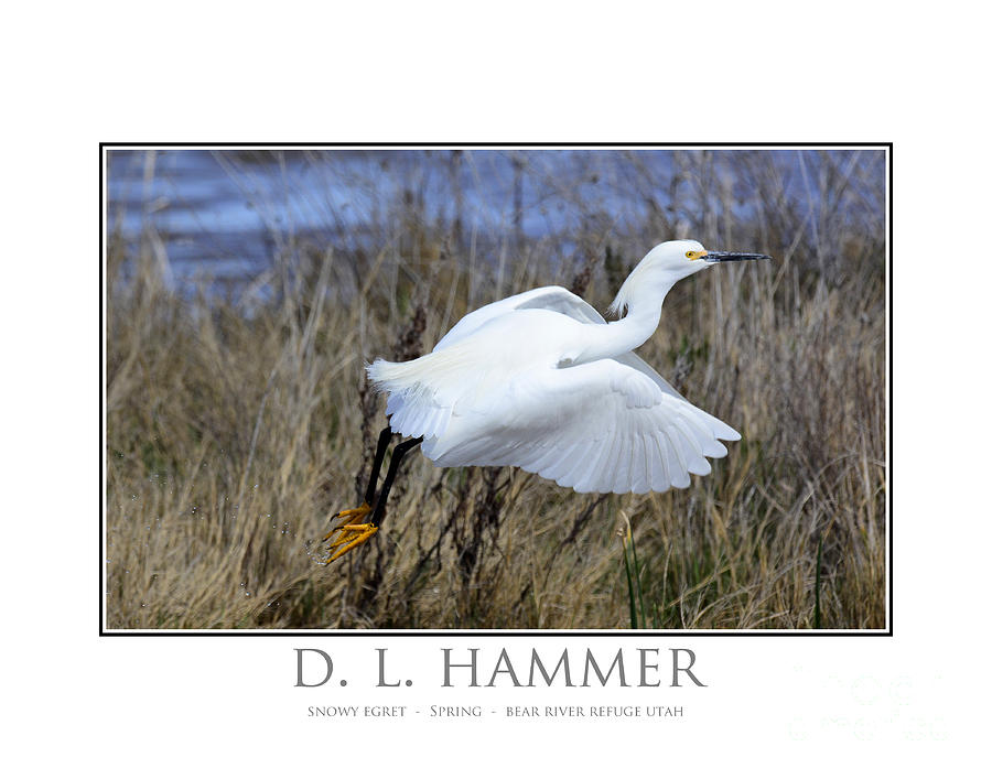 Snowy Egret #16 Photograph by Dennis Hammer