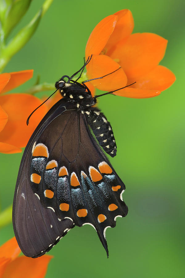 Butterfly Photograph - Spicebush Swallowtail Butterfly #16 by Darrell Gulin