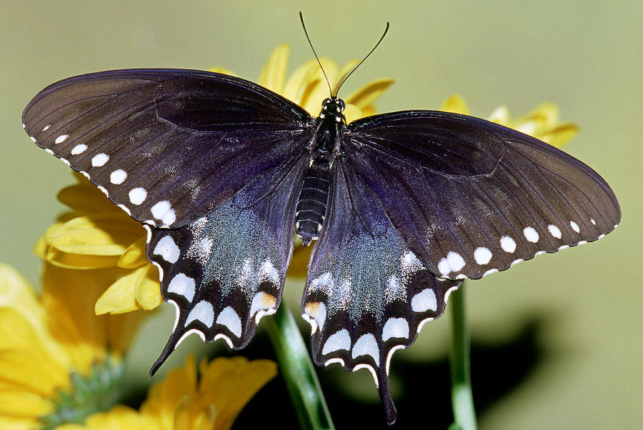 Spicebush Swallowtail Butterfly #16 Photograph by Millard H. Sharp