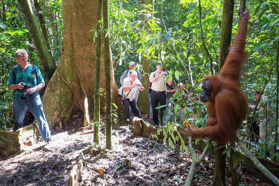 Wildlife Photograph - Sumatran Orangutan #16 by Scubazoo