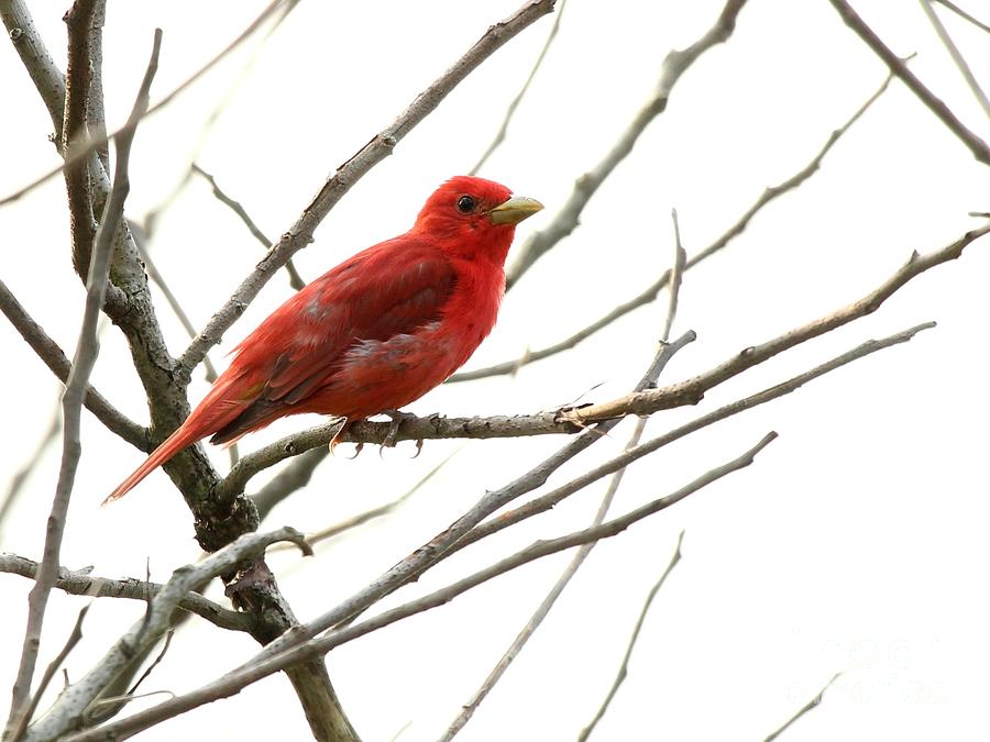 Summer Tanager #16 Photograph by Jack R Brock