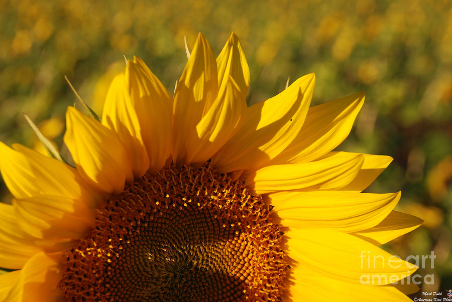 Sunflower #16 Photograph by Mark Dodd