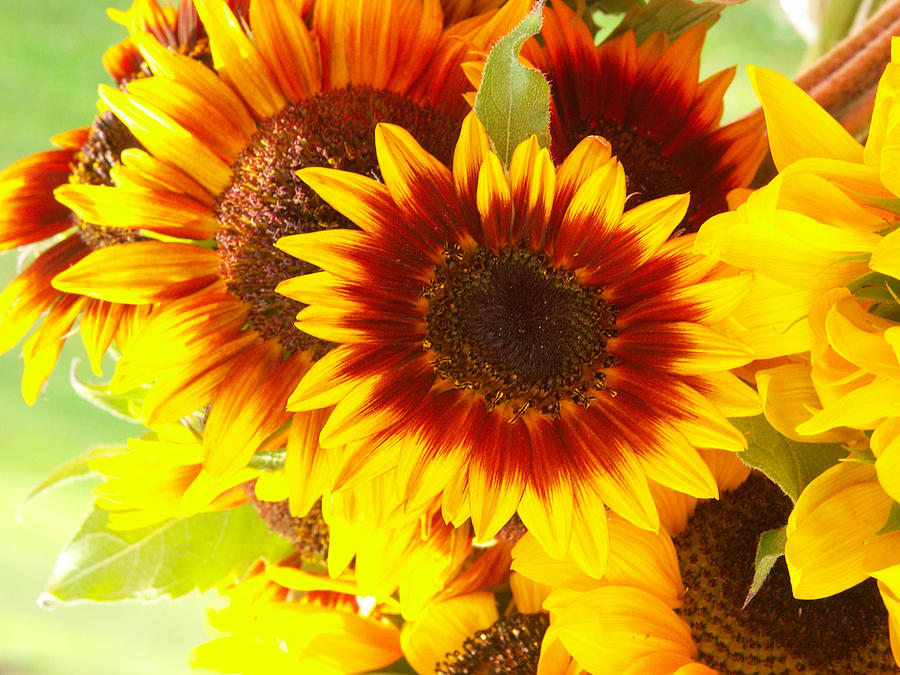 Sunflowers #16 Photograph by Bonnie Sue Rauch