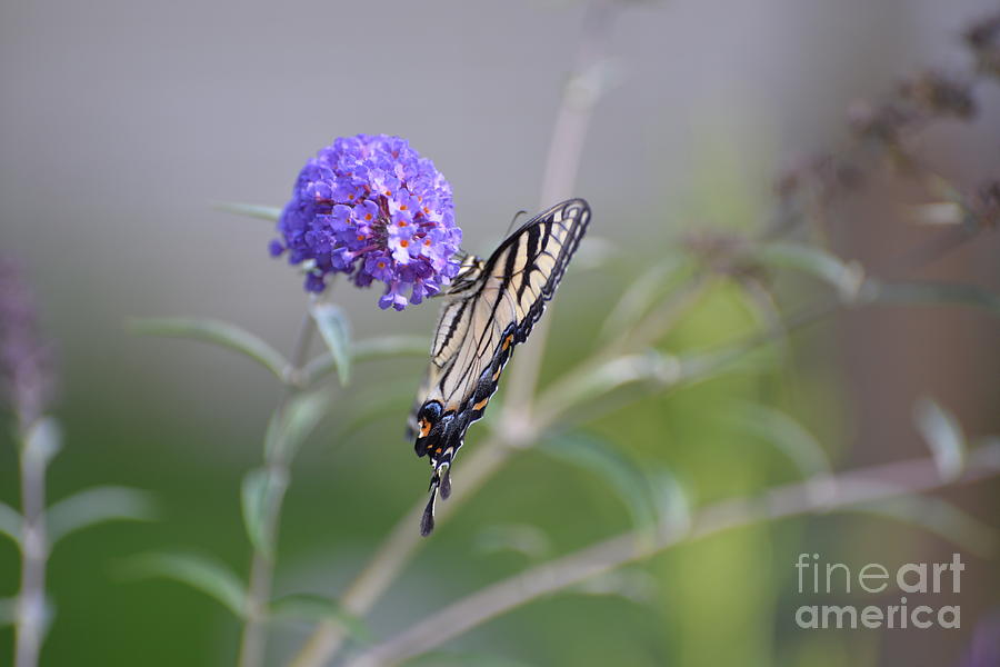 Swallowtail Butterfly #16 Photograph by Lila Fisher-Wenzel