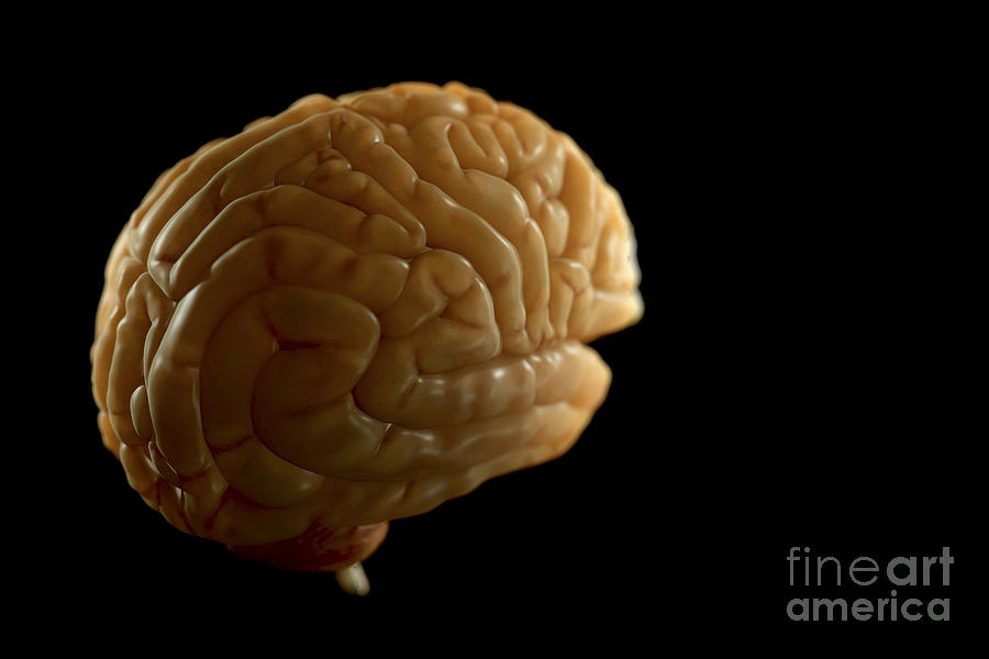 The Human Brain #16 Photograph by Science Picture Co