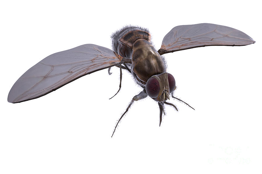 Insects Photograph - Tsetse Fly #16 by Science Picture Co