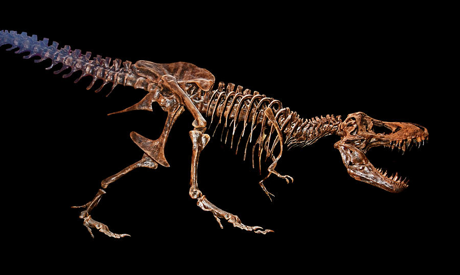 Tyrannosaurus Rex #16 Photograph by Millard H. Sharp