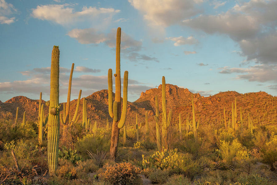 USA, Arizona, Saguaro National Park Photograph by Jaynes Gallery - Fine ...