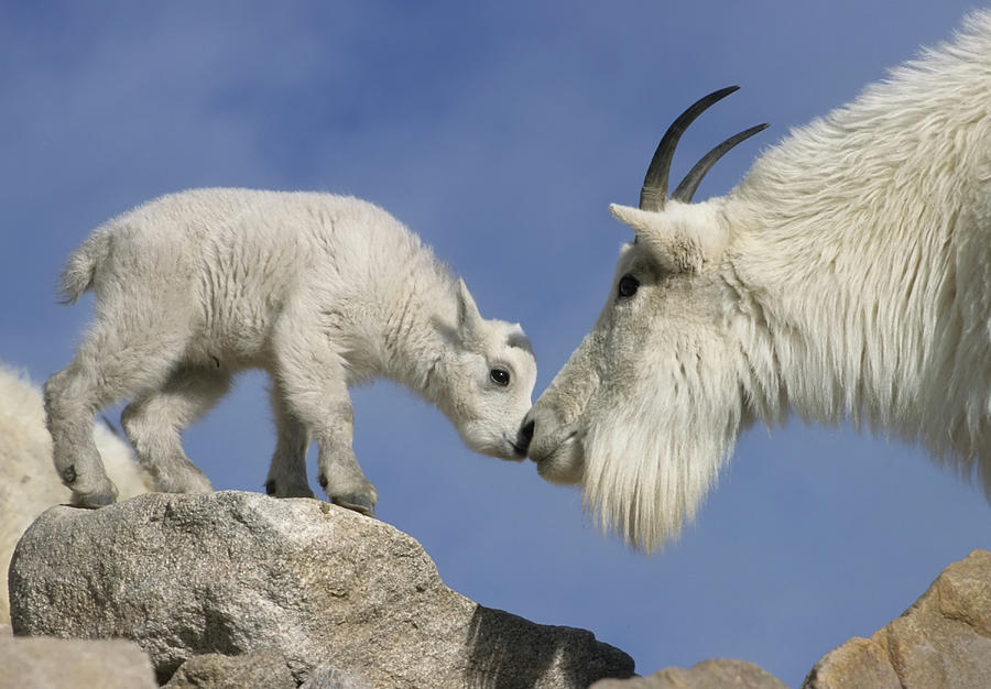 Animal Photograph - USA, Colorado, Mount Evans #16 by Jaynes Gallery