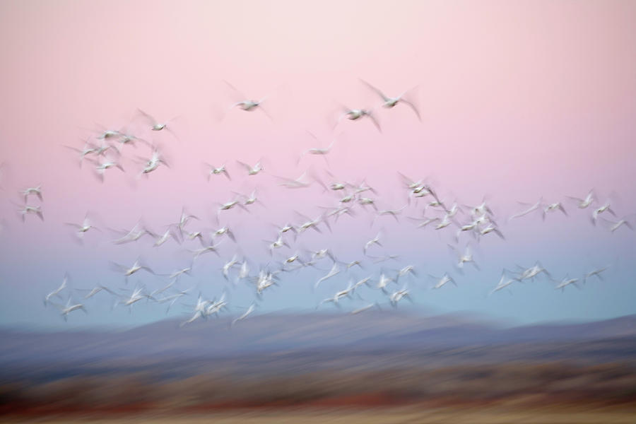 Abstract Photograph - USA, New Mexico, Bosque Del Apache #16 by Jaynes Gallery