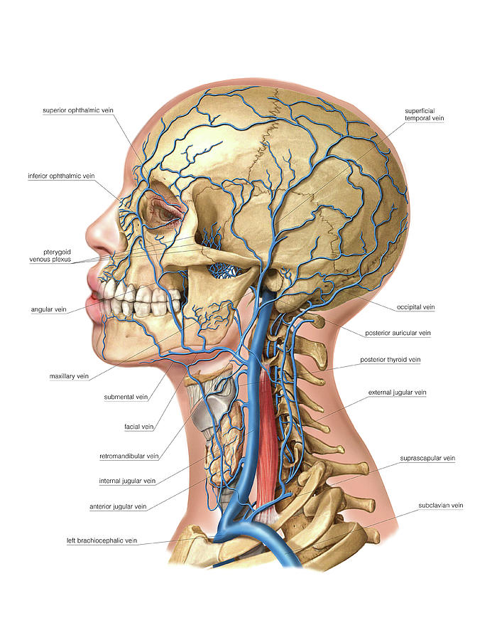 Venous System Of The Head And Neck #16 Photograph by Asklepios Medical Atlas