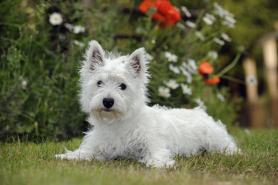 Dog Photograph - West Highland White Terrier #16 by John Daniels