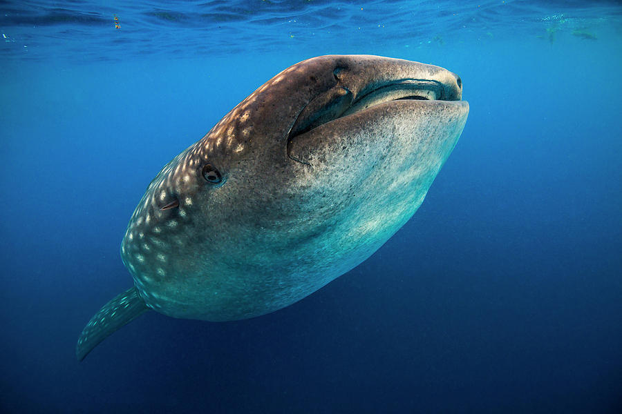 Whale Shark In Isla Mujeres, Mexico #16 Photograph by Jennifor Idol