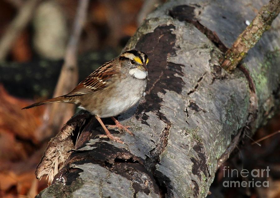 White-throated Sparrow #16 Photograph by Jack R Brock