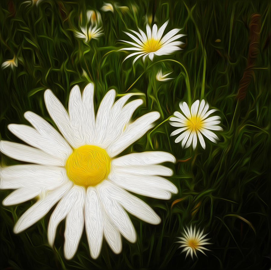 Daisy Digital Art - Wild daisies #16 by Les Cunliffe