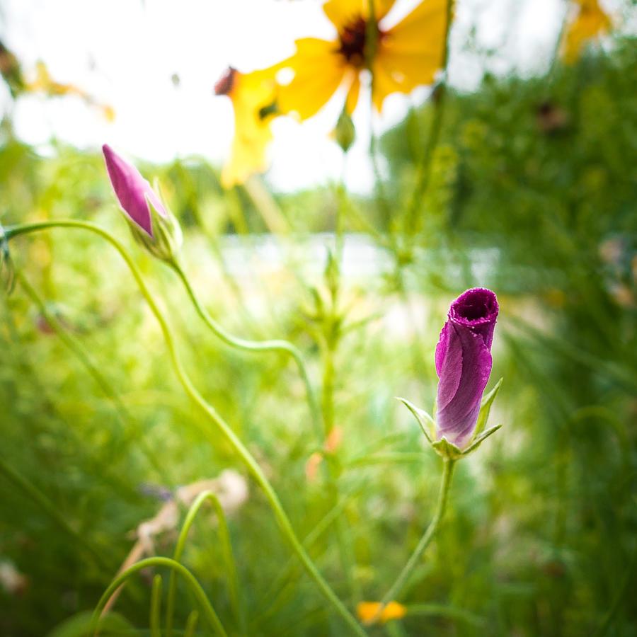 Rolled Fuchsia Wildflowers Photograph