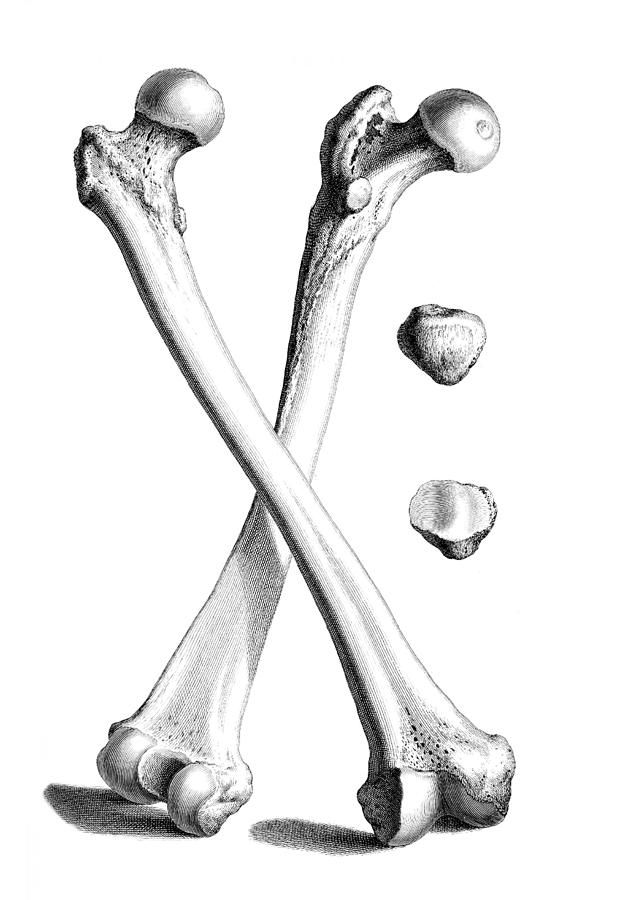William Cheselden, Osteographia, 1733 #16 Photograph by Science Source