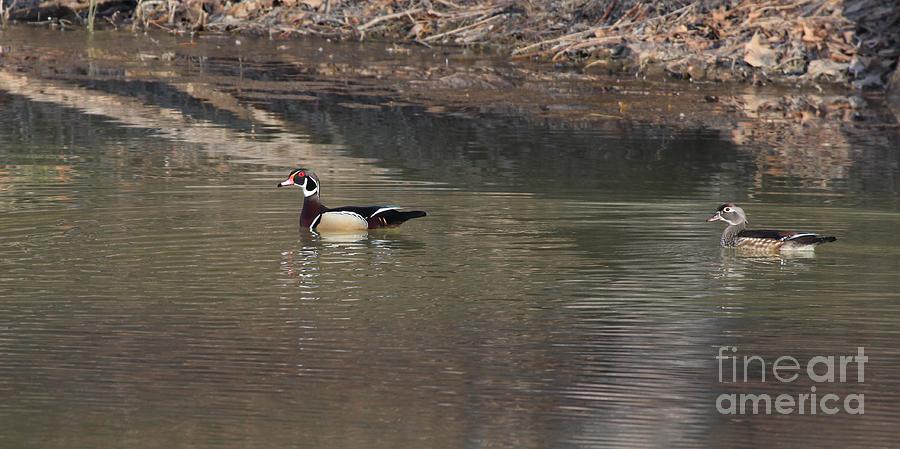 Nature Photograph - Wood Duck #16 by Jack R Brock