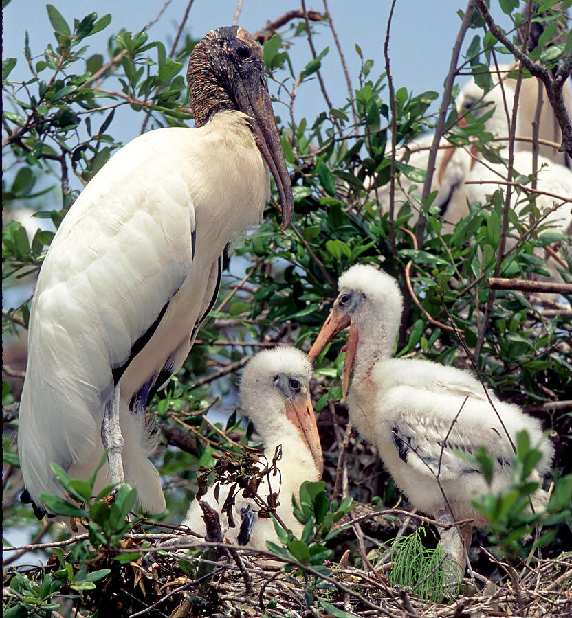 Wood Storks Photograph By Millard H. Sharp - Fine Art America