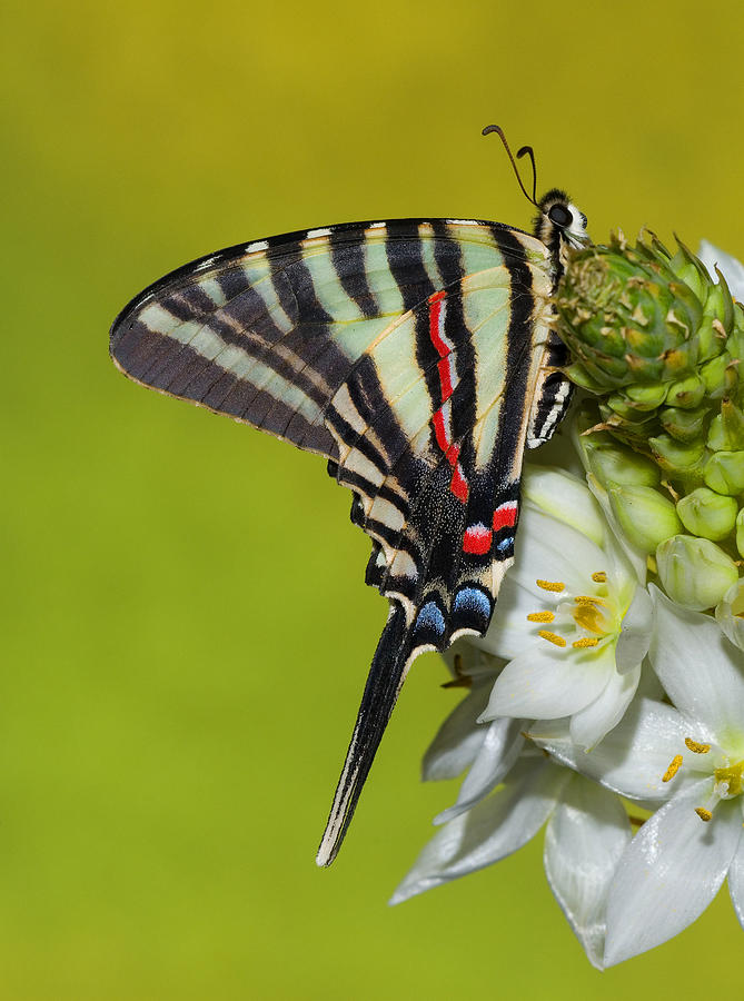 Butterfly Photograph - Zebra Swallowtail Butterfly #16 by Millard H. Sharp