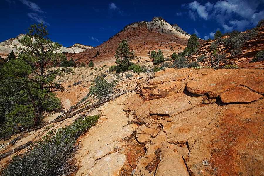 Zion National Park Utah USA #16 Photograph by Richard Wiggins