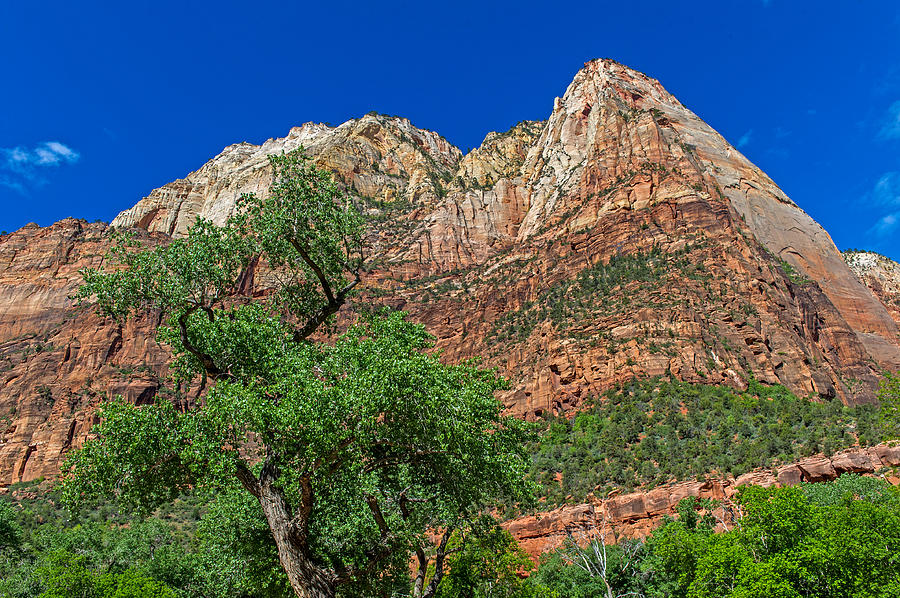 Zion National Park #16 Photograph by Willie Harper