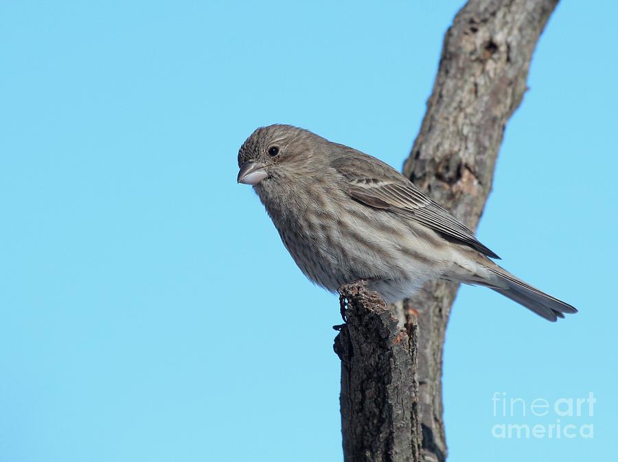 House Finch #160 Photograph by Jack R Brock