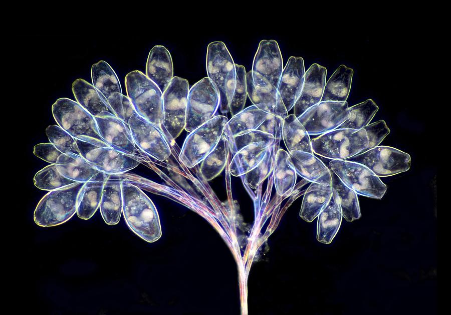 Untitled #1603 Photograph by Science Photo Library