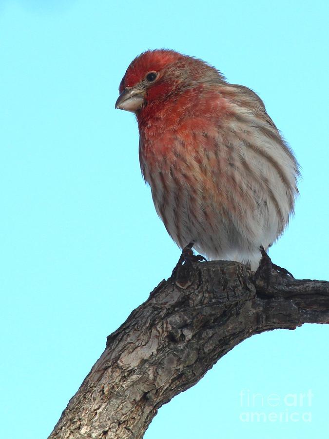 House Finch #161 Photograph by Jack R Brock