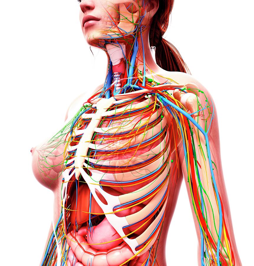 Female Anatomy #1613 by Pixologicstudio/science Photo Library