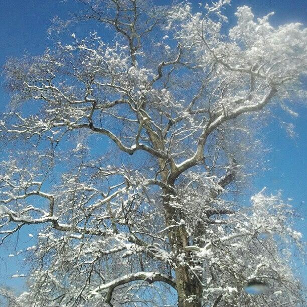 Winter Photograph - Iced Tree by Angie Jones