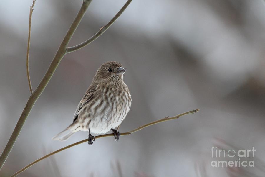 House Finch #162 Photograph by Jack R Brock