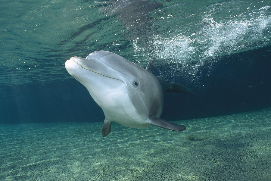 Bottlenose Dolphin Photograph by Flip Nicklin