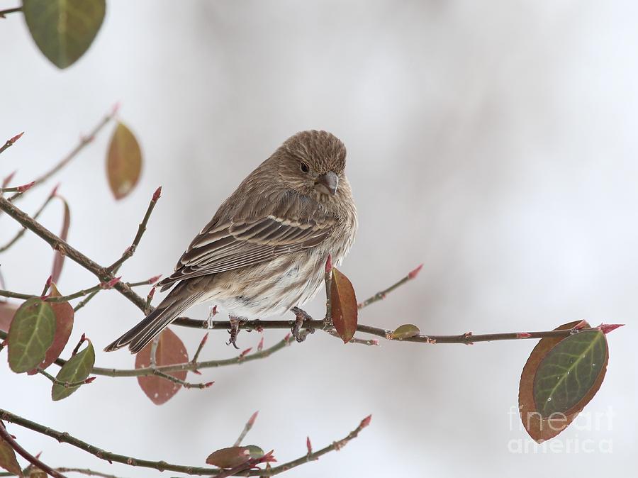House Finch #163 Photograph by Jack R Brock