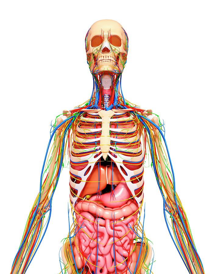 Human Anatomy Photograph by Pixologicstudio/science Photo Library ...